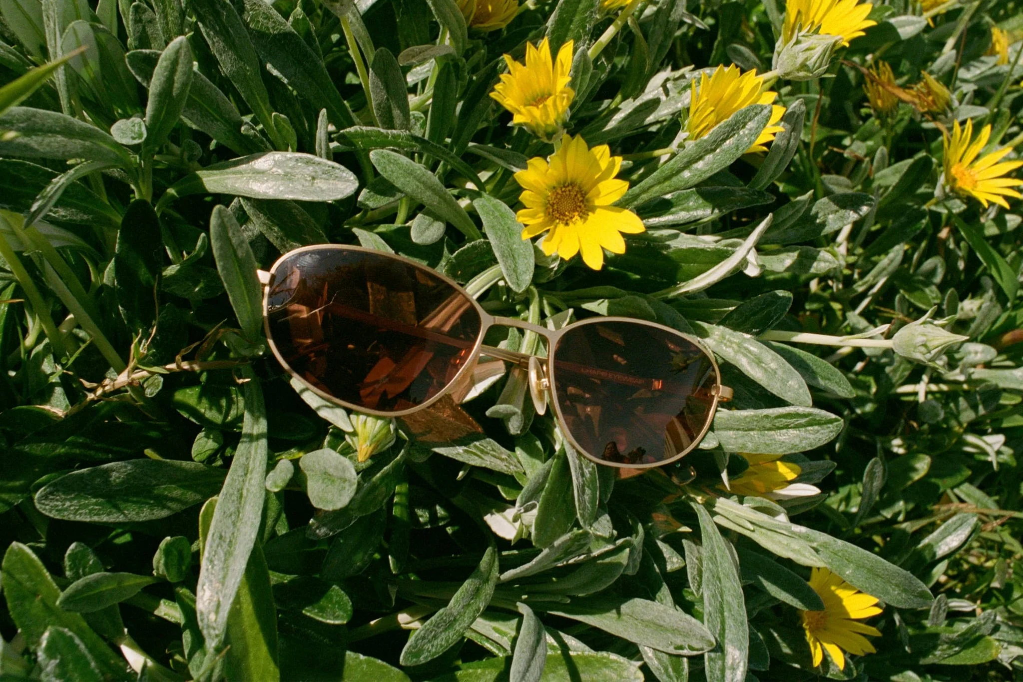 The Perma Joy / Matte Warm Gold & Desert Tortoise Bio & Rosewood Lens - Image 5
